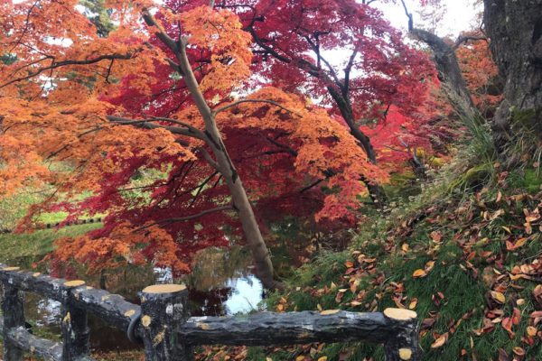 桜だけでなく紅葉も美しい弘前城の堀